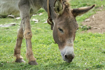 Portrait of a donkey grazing in a mountain field (Italy)
