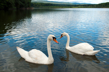 white swans group on the lake swim well under the bright sun