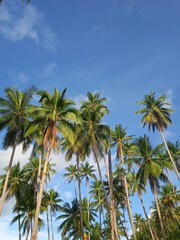 Fototapeta na wymiar palm trees on blue sky