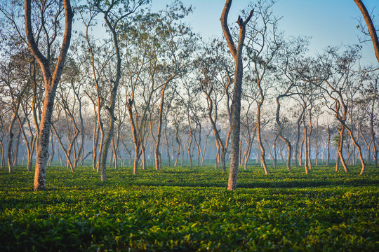 Tea tree in the field sreemangal 