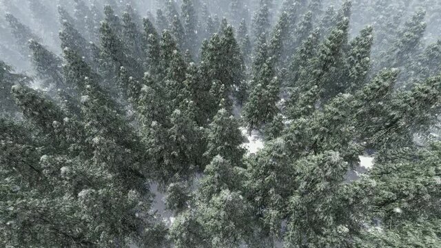 High angle view of snow falling over fir tree forest