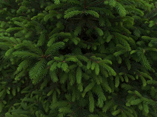 Branches of European green spruce tree fir-needle. Young shoots of spruce branches captured outdoors in the daytime. For Christmas, new year and other backgrounds.