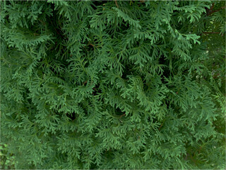 Branches of European thuja fir-needle bright green juicy color captured outdoors in the daytime. For Christmas, new year and other backgrounds.