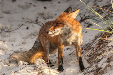 fuchs
