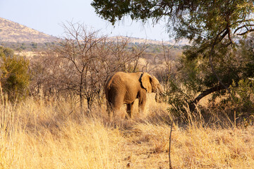 Naklejka na ściany i meble Afrikanischer Elefant
