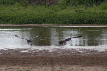 Fototapeta premium Chajá