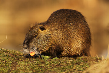 nutria (Myocastor coypus) eats leftover salad and carrots