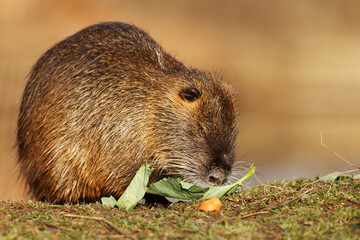 nutria (Myocastor coypus) eats leftover salad and carrots