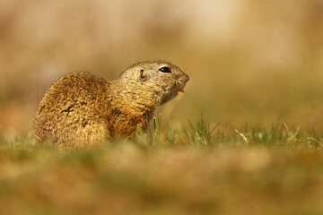 European ground squirrel (Spermophilus citellus) nice portrait close up