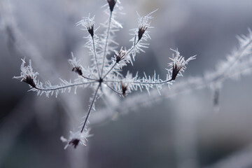 Frozen flower close up in bright sunlight Nature Winter season details