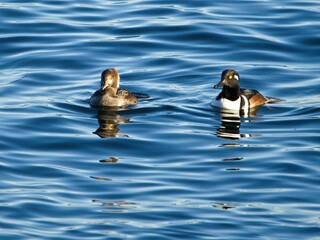 Hooded mergansers ( Lophodytes cucullatus) swim in blue ocean waters off the coast of Vancouver Island,  British Columbia