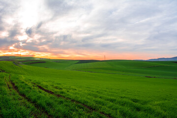 Fototapeta premium Sunrise on the agricultural wheat plains. Wheat field early in the morning at sunrise behind the mountain