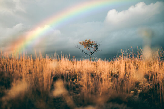 Albero isolato con arcobaleno nel cielo 