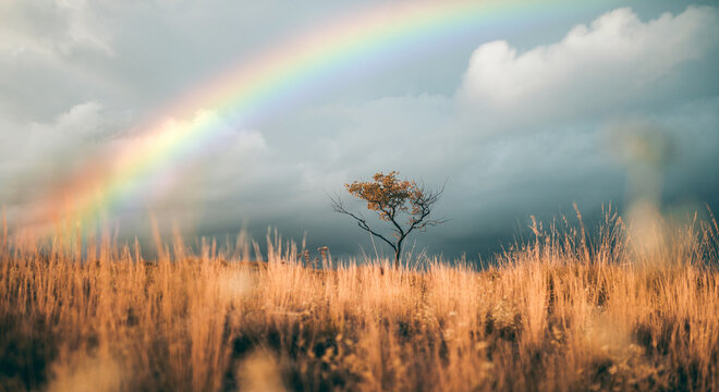 Steppa con arcobaleno e albero solitario 