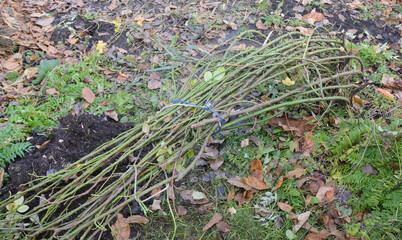 Roses winter care, preparing roses for winter: a close-up of a climbing rose bush without leaves tied up and bent to the ground before covering it with soil, dry leaves in late autumn.