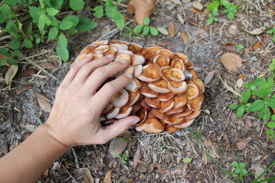 A female hand reaching out to harvest armillaria tabescens, also called ringless honey mushroom.