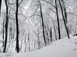 The deep forest of Sabaduri in the snowy winter