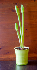 Amaryllis plant in a pot