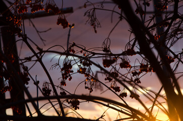 Viburnum branches and sunset, composed as a rising from the dried tree which makes the paint portrait