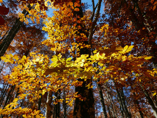 foglie dai colori caldi e brillanti nel bosco in autunno