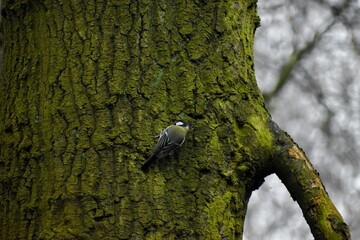 Coal tit on tree