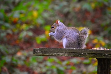 squirrel feeding