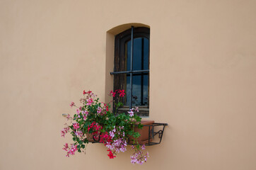 Fototapeta na wymiar Beautiful flowers of pink rose behind window on old classic brown wall in Italian traditional style, Tuscany.