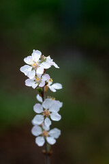 Baumblüte 