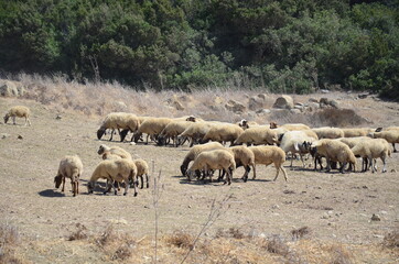 A flock of sheep grazes in the field