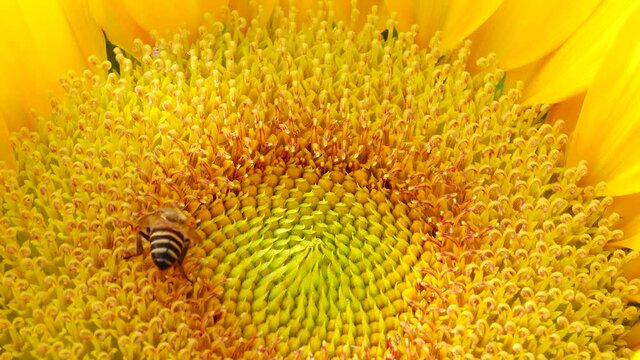 4K Bee working and gathering pollen from sunflower in field. Field of sunflowers. Sunflower swaying in the wind