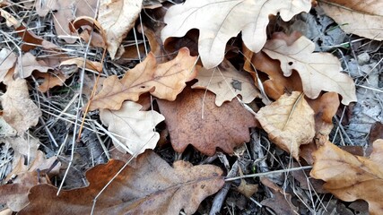 Autumn oak leaves fallen on the forest road closeup.