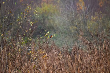 Kingfisher 