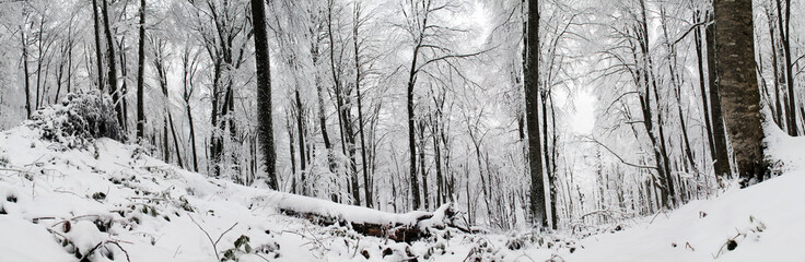 snow covered trees in the dark forest of Sabaduri