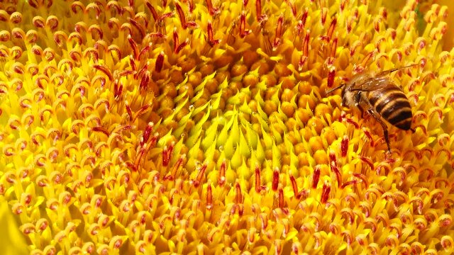 4K Bee working and gathering pollen from sunflower in field. Field of sunflowers. Sunflower swaying in the wind