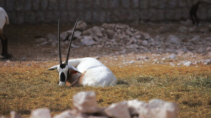 Arabian Oryx on a farm.