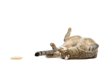 Adult grey tabby cat playing isolated on white background