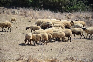 A flock of sheep grazes in the field