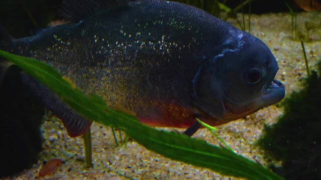 A piranha or piraña, close upwhole body, swimming to the right.