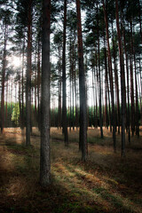 Autumn forest in the morning. Beautiful and warm light