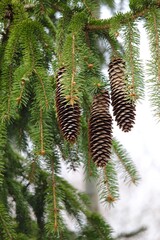 pine branches with pine cones