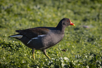 Moorhen in a park

