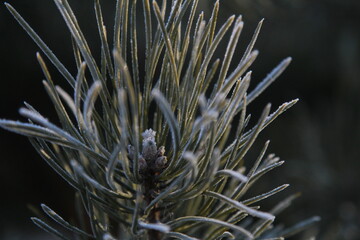 Naklejka na ściany i meble frost-covered pine branch on a dark background