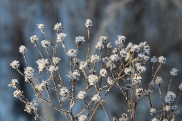 winter flowers-plant stems covered with ice crystals