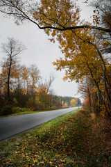 Obraz premium The road and gold autumn. Leaves falling from trees. Color trees