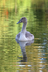 Cisne pequeño