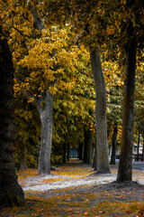 Fototapeta na wymiar Gold autumn. Leaves falling from trees. Color trees