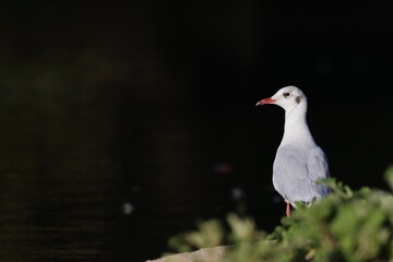 Retrato de una gaviota