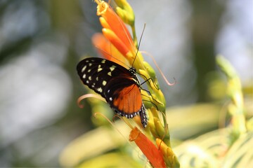 black and orange butterfly on a flower