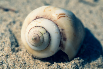 Macro photography Seashell on the sandy beach on morning sunshine (selective focus) aged view
