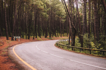 Empty narrow curved asphalt roadway running between tall green trees in summer forest
